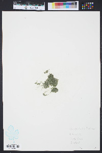 Cladophora pellucida image