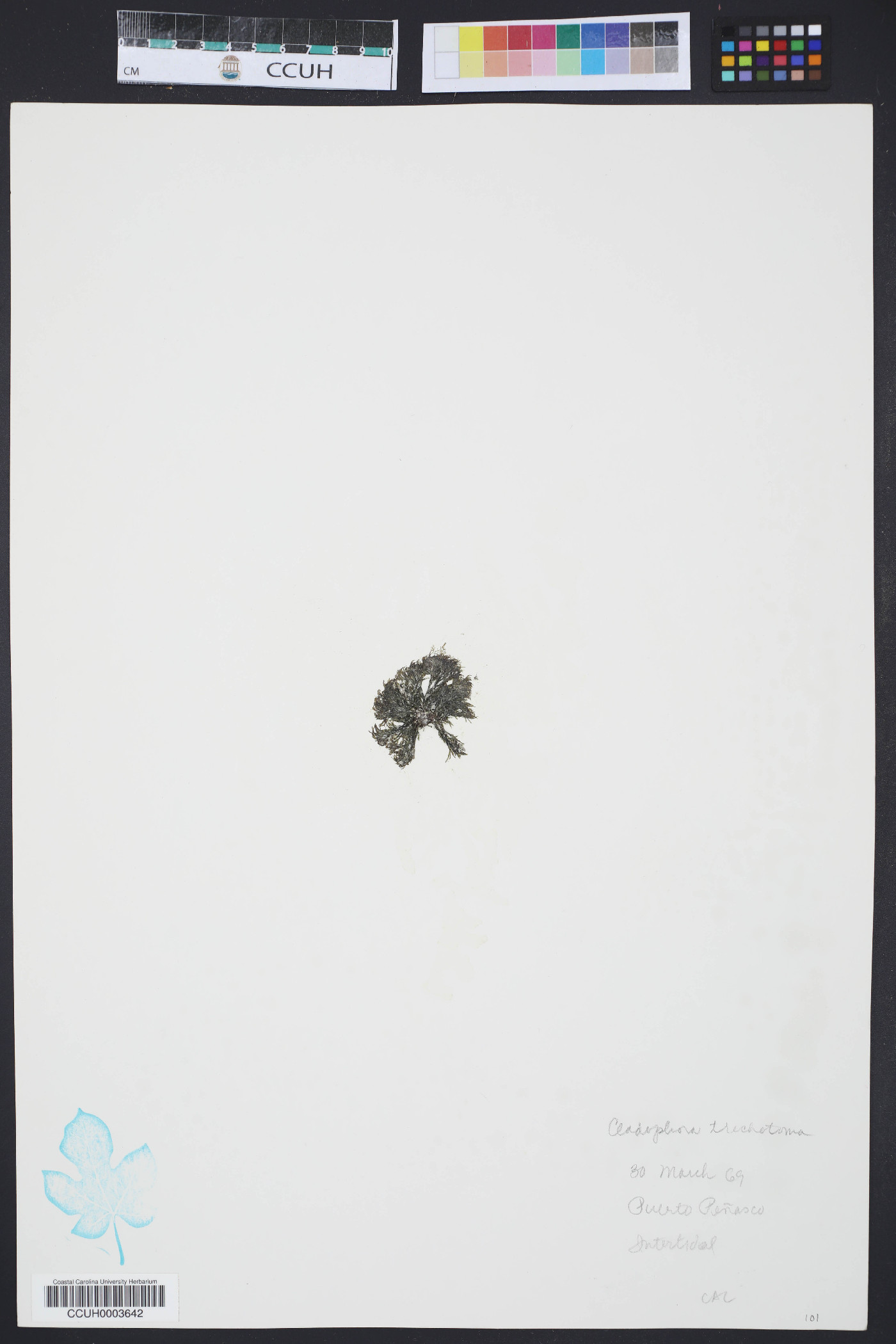 Cladophora pellucida image