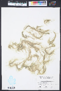 Cladophora fuliginosa image