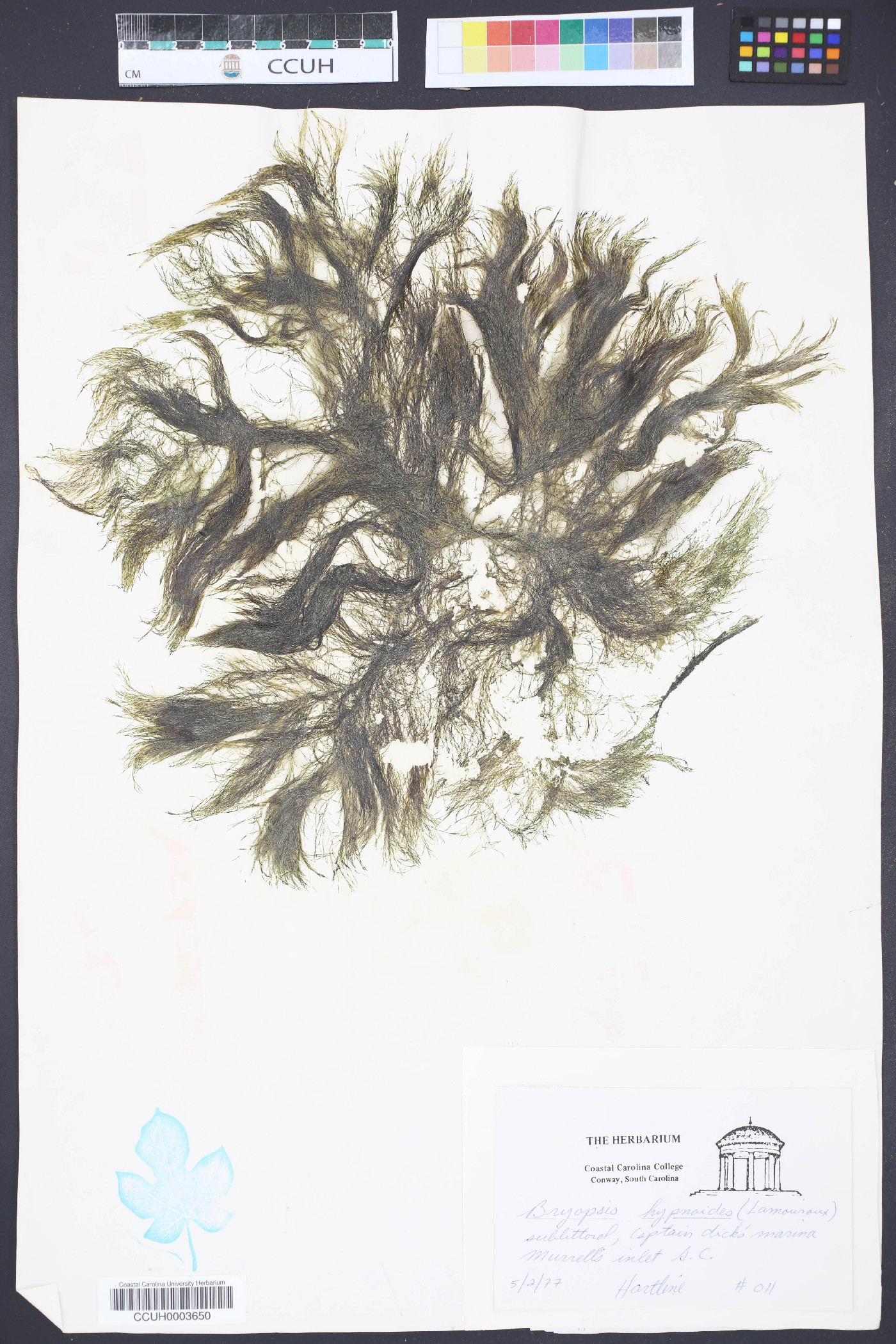 Bryopsis image