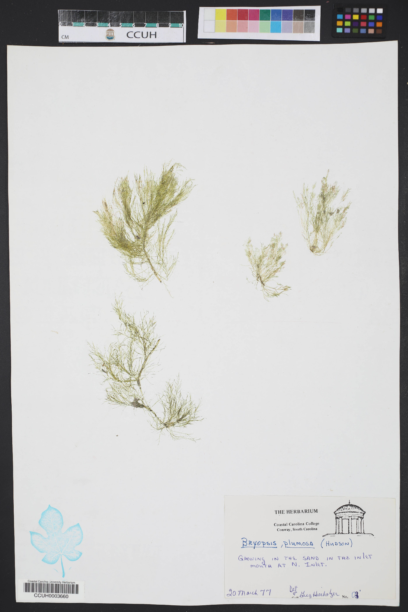 Bryopsis plumosa image