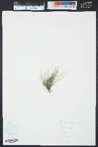 Chaetomorpha aerea image