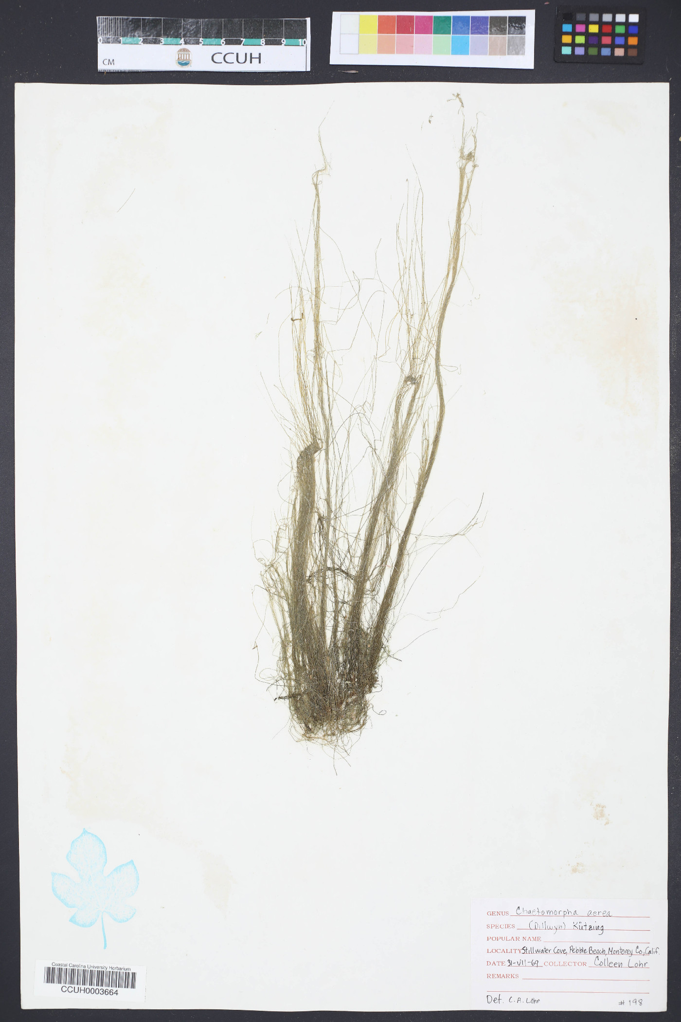 Chaetomorpha aerea image