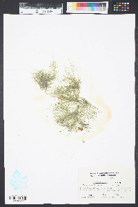 Chaetomorpha aerea image