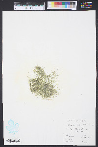 Chaetomorpha aerea image
