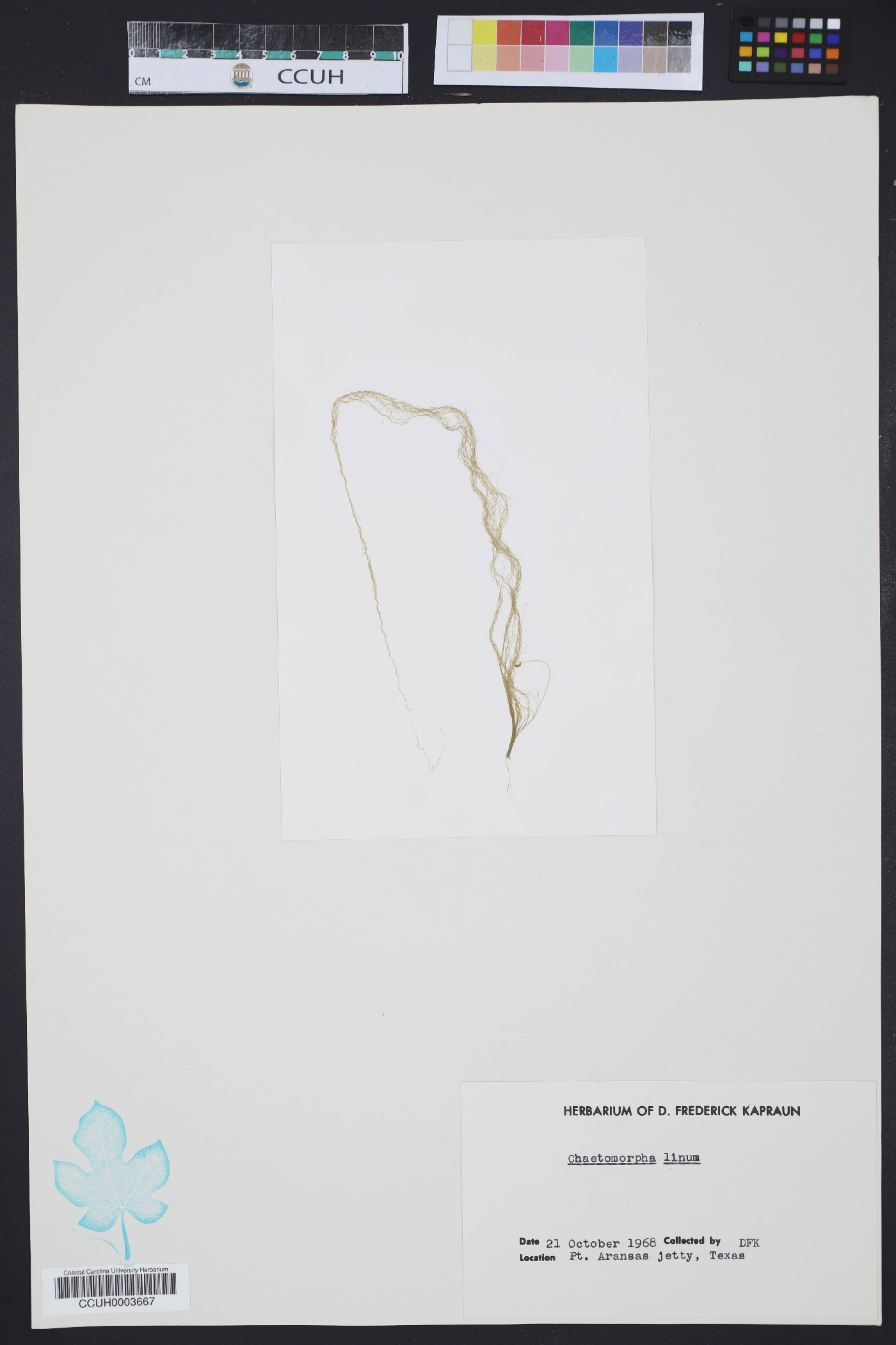 Chaetomorpha linum image