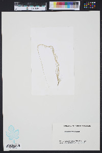 Media resource of Chaetomorpha linum