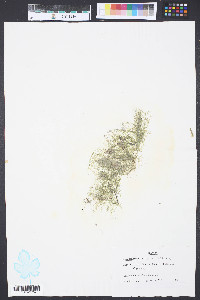 Chaetomorpha aerea image