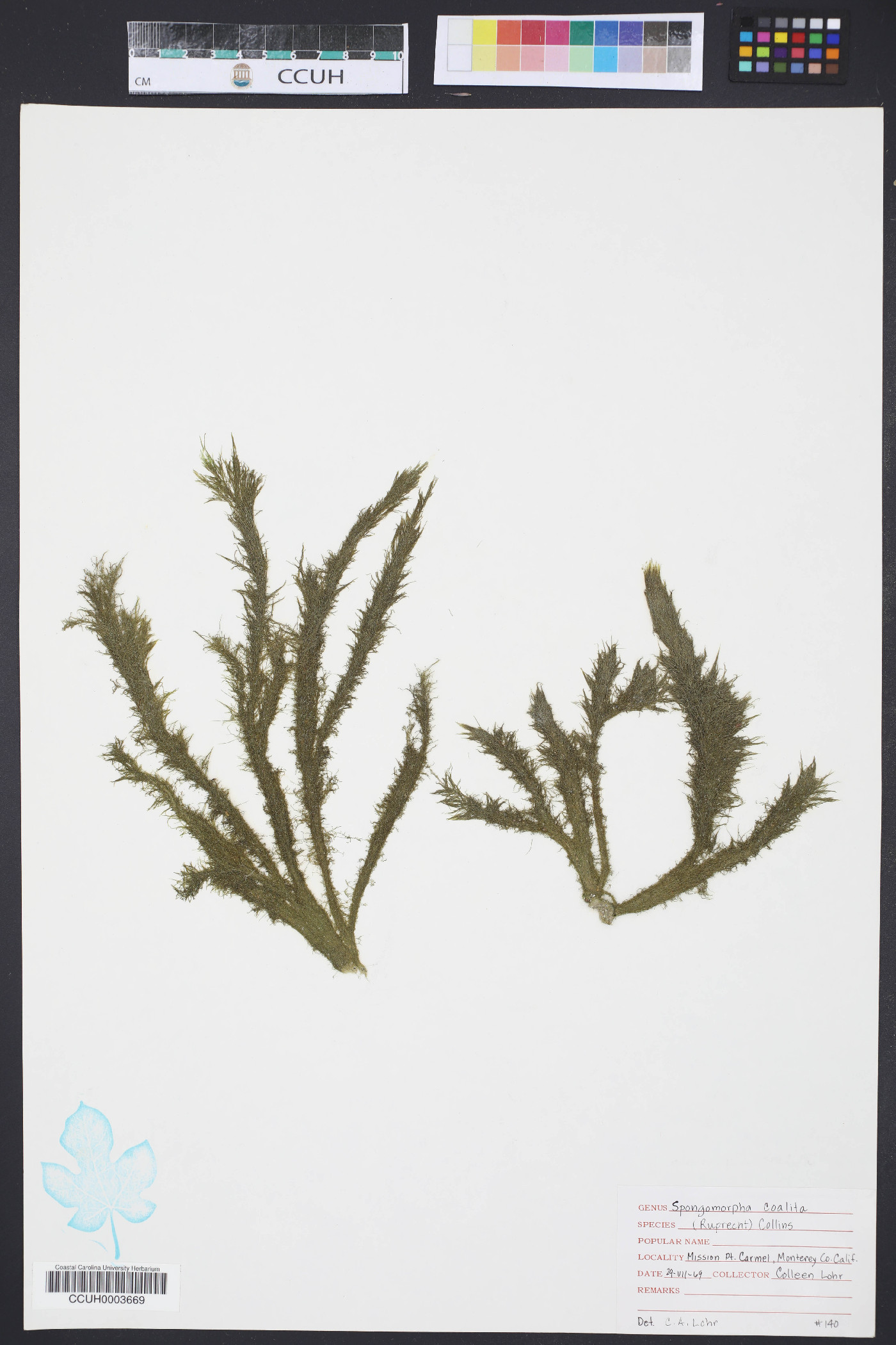 Spongomorpha coalita image