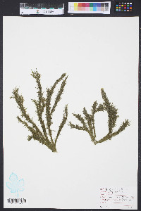 Media resource of Spongomorpha coalita