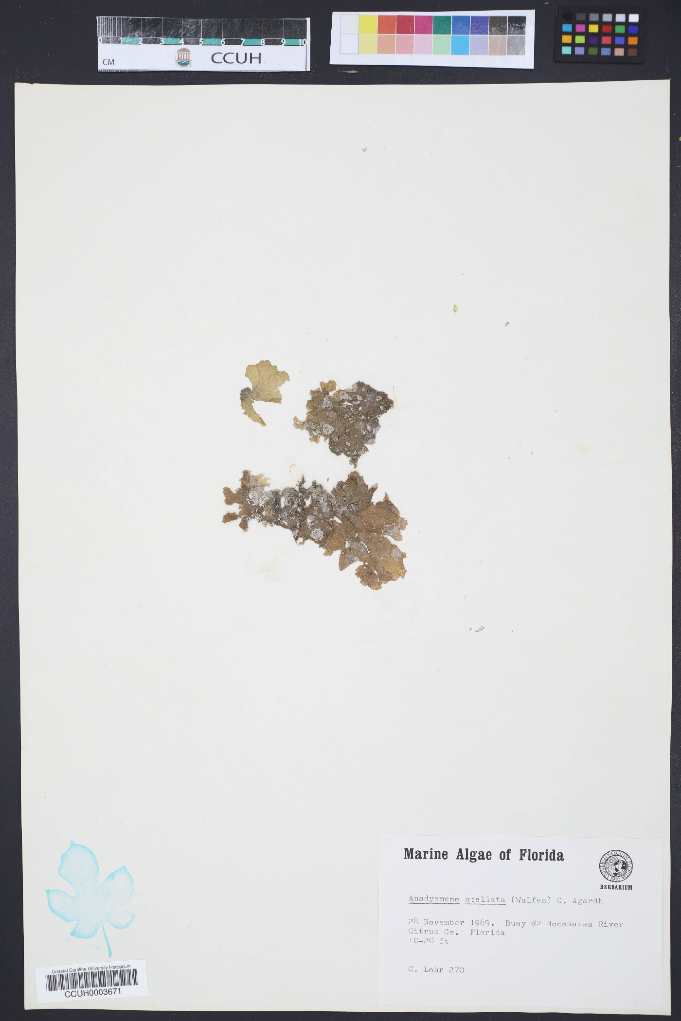 Anadyomenaceae image