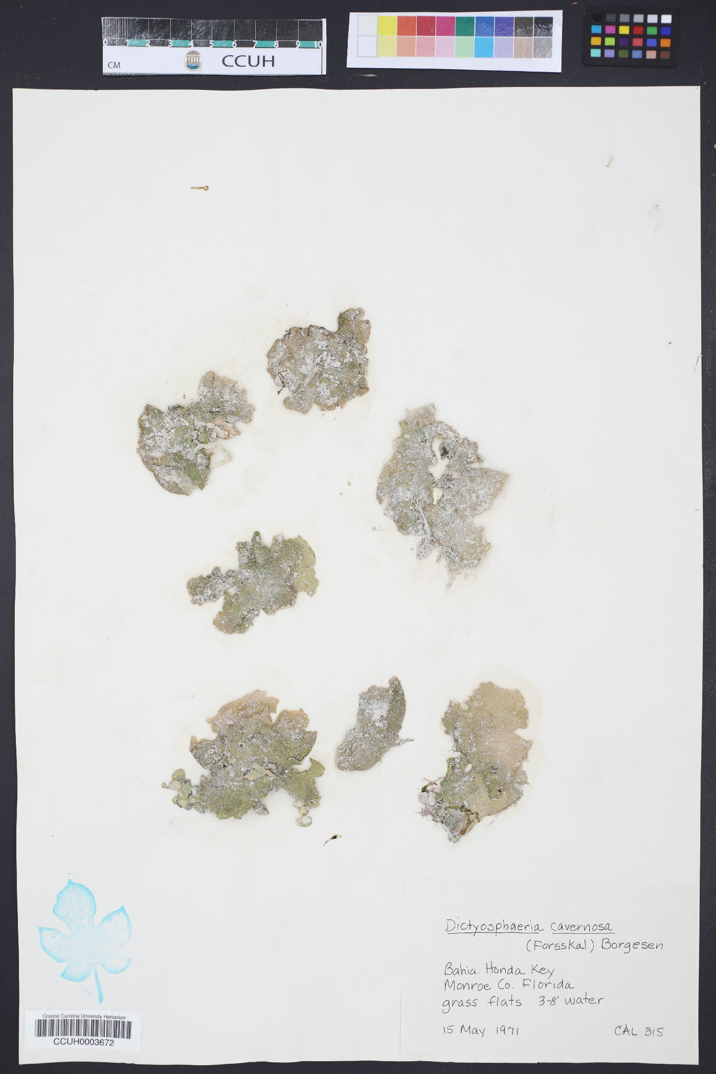 Dictyosphaeria image