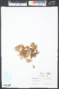 Cladophora flexuosa image