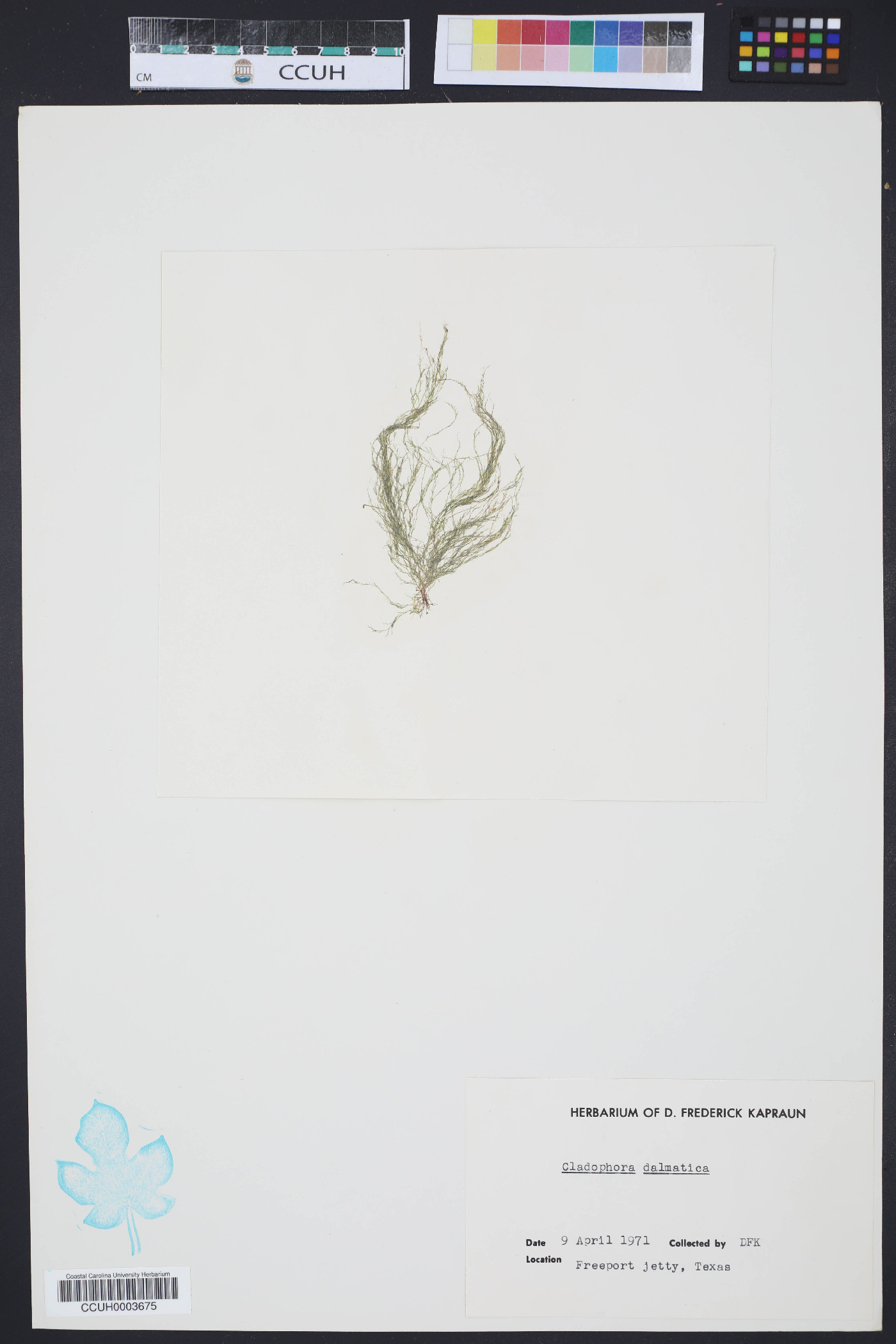 Cladophora dalmatica image