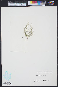 Media resource of Cladophora dalmatica