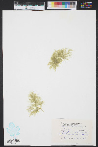 Cladophora glaucescens image