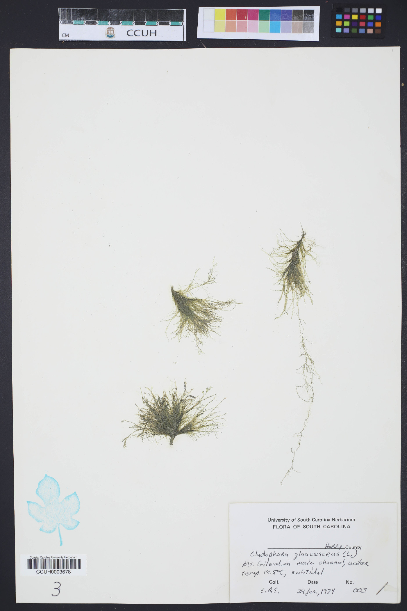 Cladophora glaucescens image