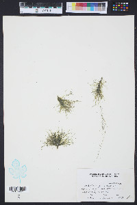 Media resource of Cladophora glaucescens