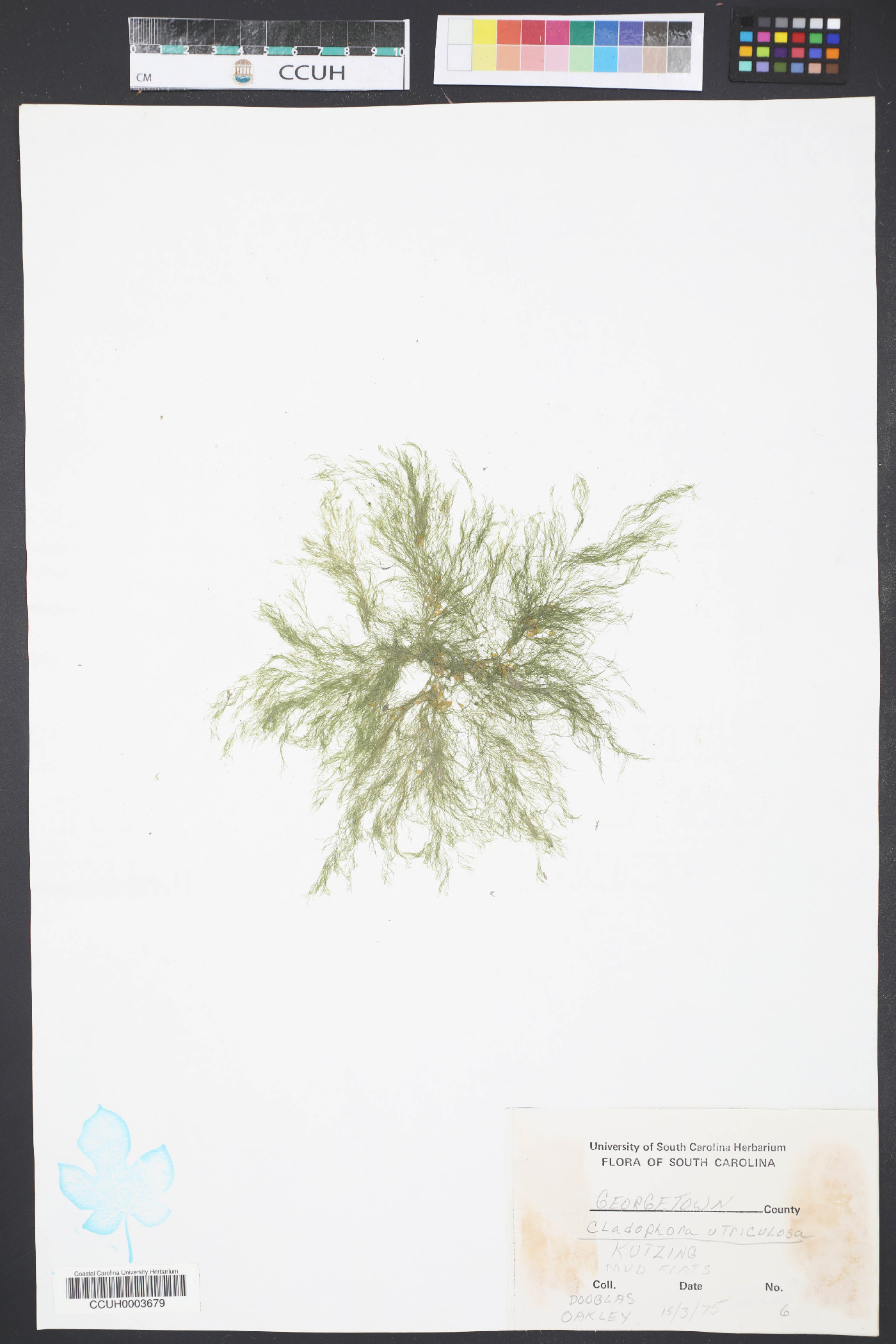 Cladophora laetivirens image