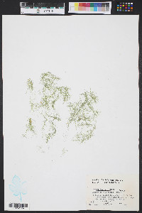 Cladophora glaucescens image