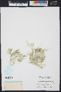 Media resource of Cladophora flexuosa