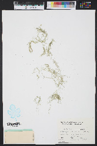 Cladophora glaucescens image