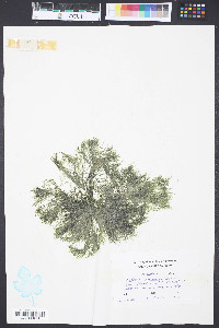 Cladophora glaucescens image