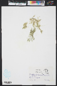 Cladophora flexuosa image