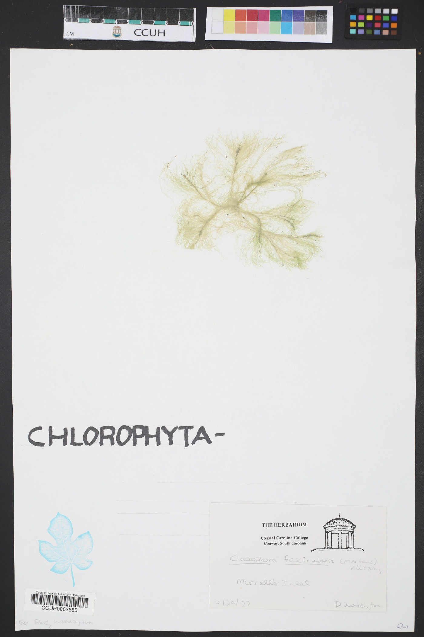 Cladophora fascicularis image