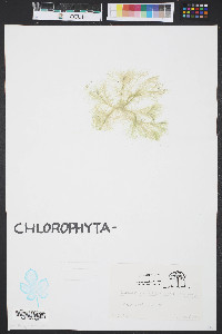 Media resource of Cladophora fascicularis