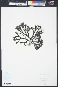 Media resource of Codium simulans
