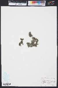 Media resource of Codium setchellii