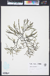 Codium isthmocladum image