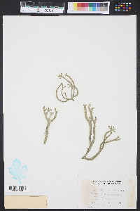 Codium isthmocladum image