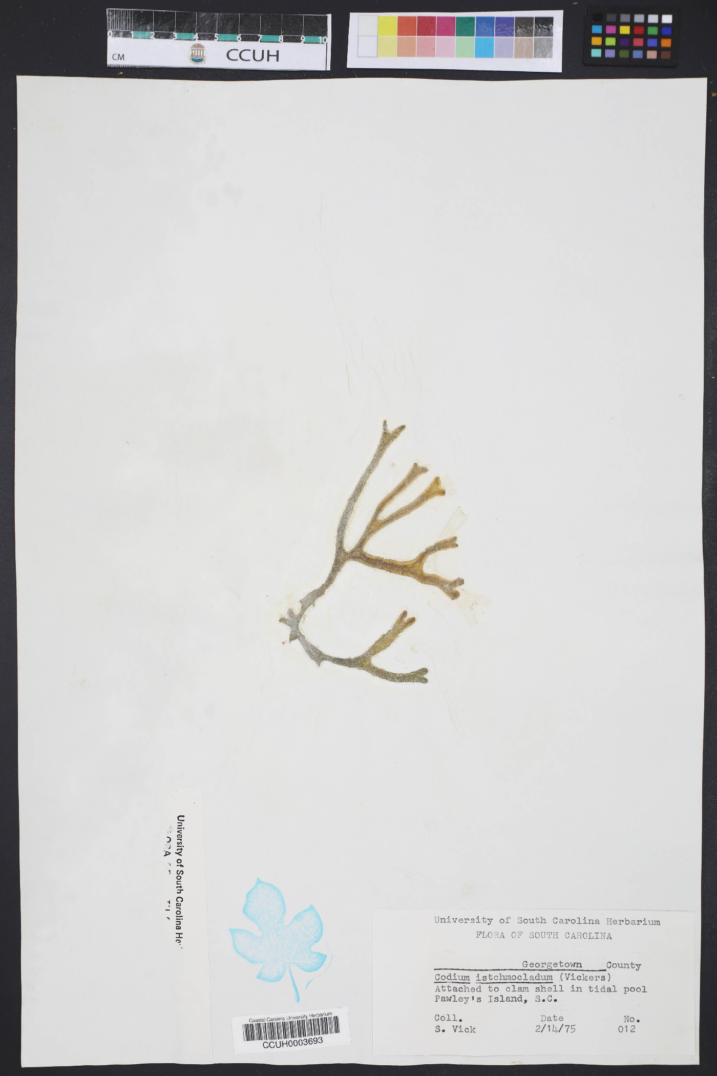 Codium isthmocladum image