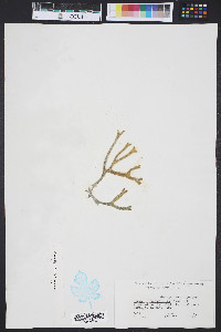 Codium isthmocladum image