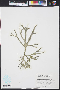 Codium decorticatum image