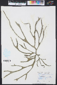 Codium isthmocladum image