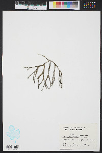 Codium isthmocladum image