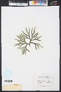 Codium isthmocladum image