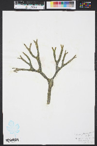 Codium isthmocladum image