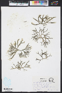Codium decorticatum image