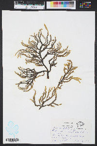 Media resource of Codium taylori