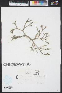 Codium decorticatum image