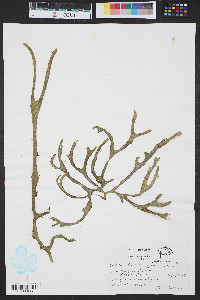 Codium decorticatum image