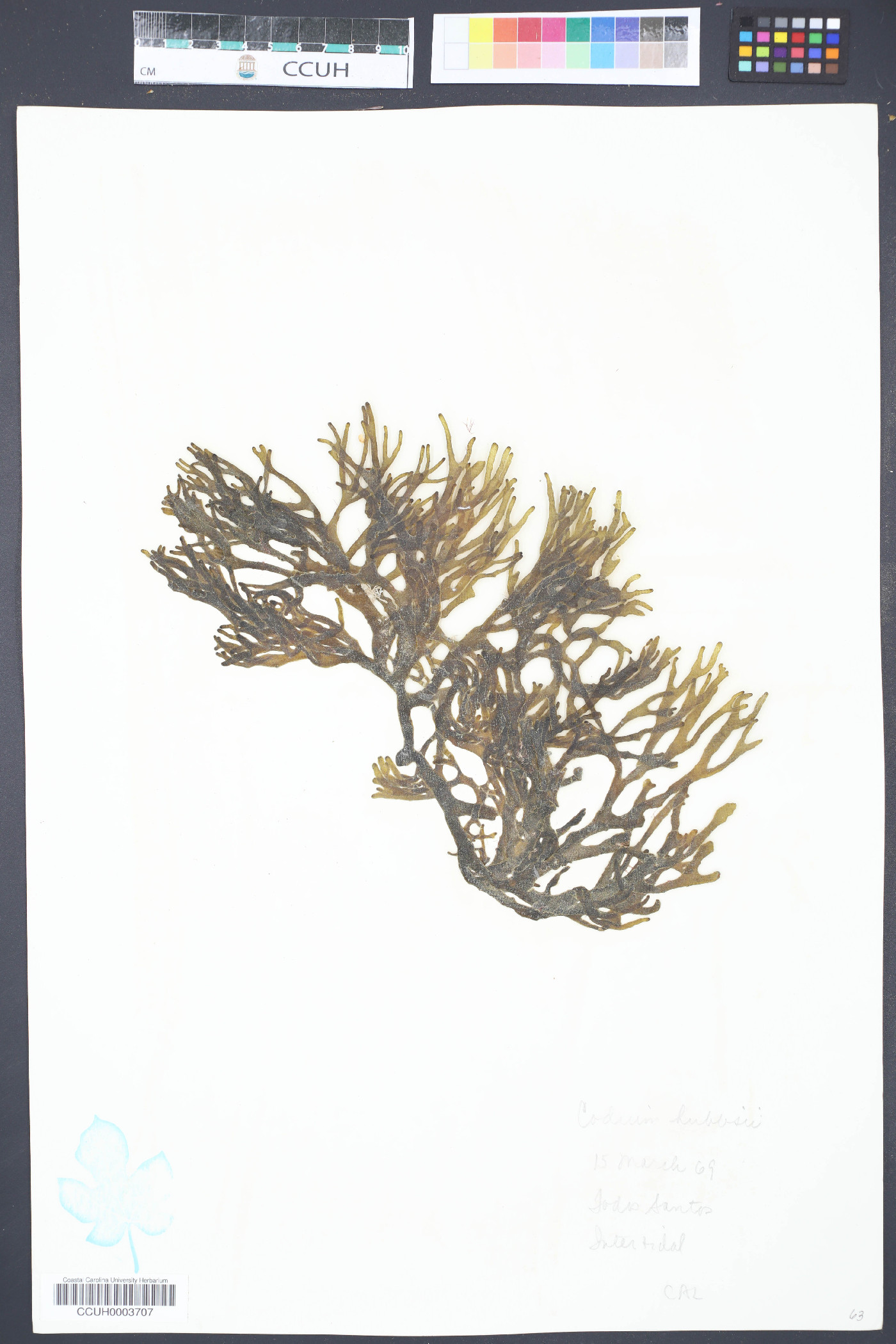 Codium hubbsii image