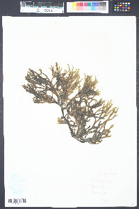 Media resource of Codium hubbsii