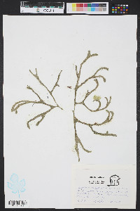 Codium decorticatum image