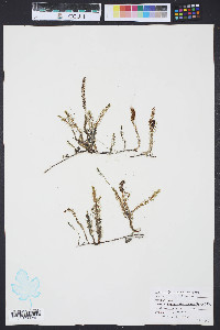 Batophora oerstedi image