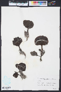 Image of Avrainvillea nigricans
